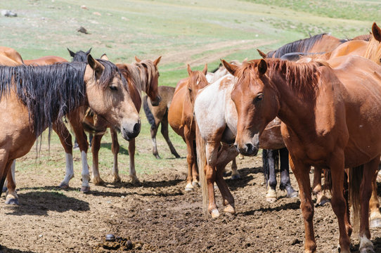 A small herd of horses in corral in Altai rural region