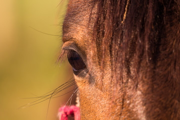 Olhar de cavalo