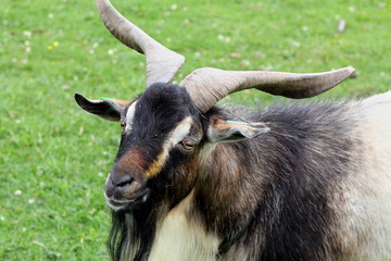 Close up portrait of a male Arapawa goat (Capra aegagrus hircus)