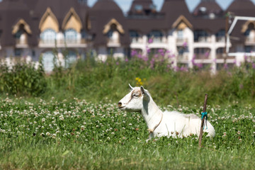 Obraz premium a goat on green grasswith background houses