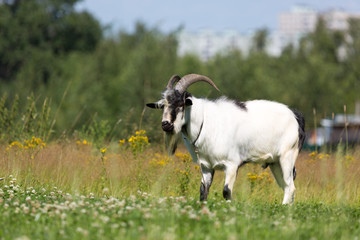 goat on meadow