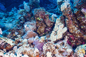 Naklejka na ściany i meble Colorful coral reef at the bottom of the red sea in Egypt.