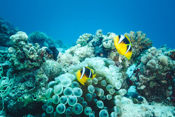 Fototapeta na wymiar Two yellow clownfish under water. Diving in coral reef background.