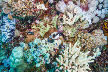 Colorful coral reef at the bottom of the red sea in Egypt.