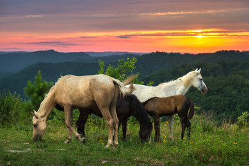 Fototapeta na wymiar free range horses and scenic sunset, kentucky
