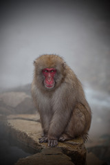 Snow Monkey