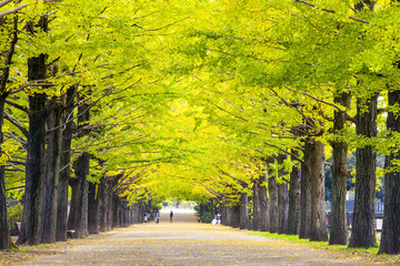 Obraz premium The street nearby Meiji Jingu Gaien that has beautiful Ginkgo along the lenght of the street