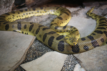 Snake in Captivity