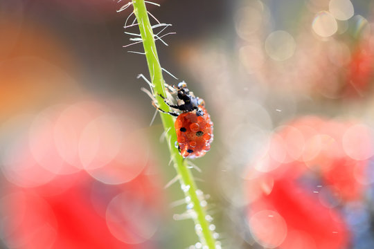 Small Red Ladybug