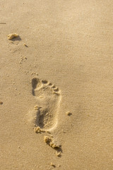 Fototapeta na wymiar The footprint of a foot in the sand of the beach