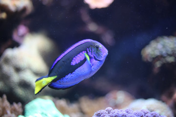Blue Tang Fish in an Aquarium with Coral