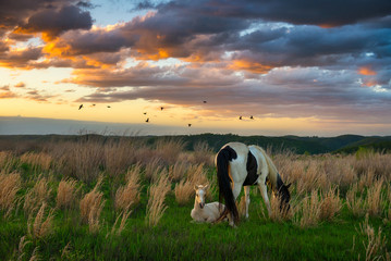 horses and scenic sunset, kentucky