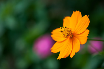 キバナコスモス