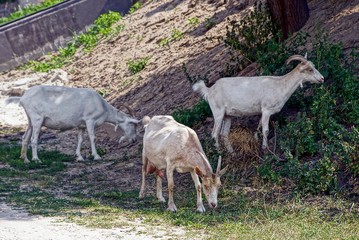 Три серых козла пасутся в траве в тени