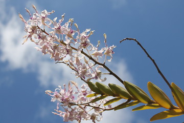 Orchids