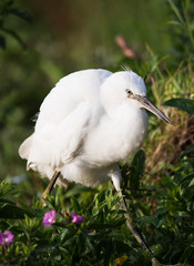 Little Egret, Heron, Egretta Garzetta