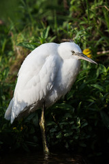 Little Egret, Heron, Egretta Garzetta