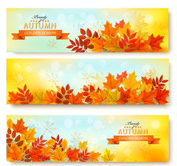 Fototapeta premium Set of three nature banners with colorful autumn leaves. vector