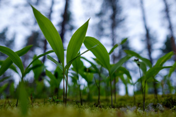 Lilies of the valley grow among mosses in the forest.