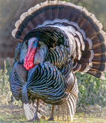 Close up of male turkey