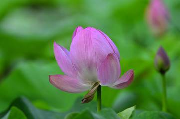 lotus
