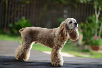 アメリカンコッカースパニエル