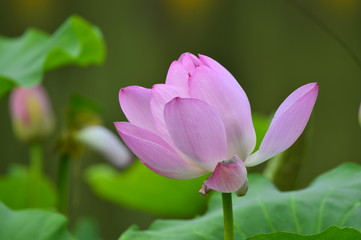 lotus
