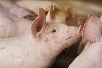 Small piglet waiting feed in the farm. Pig indoor on a farm yard in Thailand. swine in the stall. Close up eyes and blur. Portrait piggy.