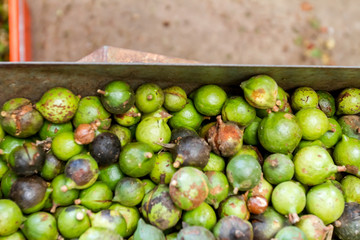 macadamia nuts, nuts orchid, macadamian nuts farm, harvest time