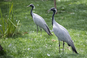 GRULLA DAMISELA PAREJA