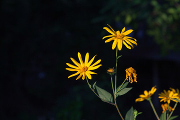 yellow flower On a black background