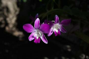 Orchid flowers on a black background.