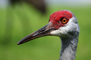 Close Up Portrait of a Beautiful Red Headed Sandhill Crane 