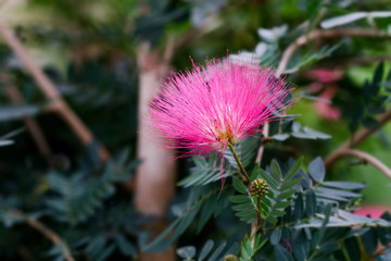 Pink Red Powder Puff or Calliandra haematocephala