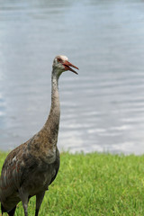 Obraz premium Portrait of a Beautiful Juvenile Red Headed Sandhill Crane 