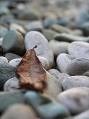 Stone & Leaf