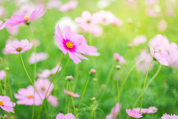 Cosmos flower (Cosmos Bipinnatus) in the garden