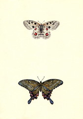 Рисунок бабочки парусники Аполлон и Бианор акварелью