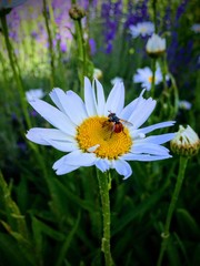 Obraz premium Odd looking Fly with a Red Butt with black dots collecting nectar and pollen from white and yellow daisy in cottage Garden in Utah Mountains