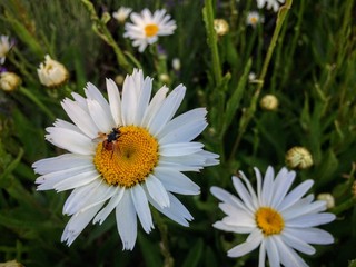 Fototapeta premium Odd looking Fly with a Red Butt with black dots collecting nectar and pollen from white and yellow daisy in cottage Garden in Utah Mountains