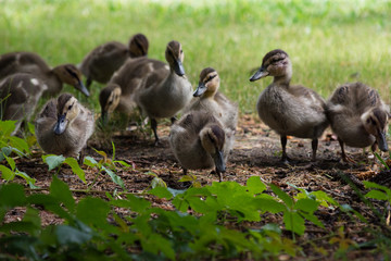 Ten ducklings foraging for food in a shaded area. Green ivy is in the foreground and grass in the background. Their downy feathers are tan.