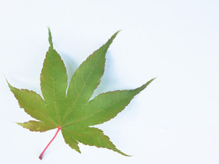 一枚の葉　もみじ