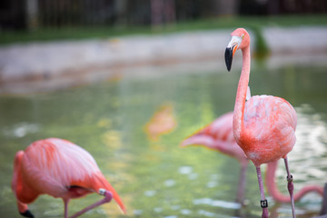 Flamingos
