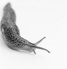 Glamour Shots of Slug