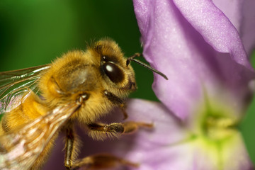 Honey bee sucking netar on a cosmos flower      