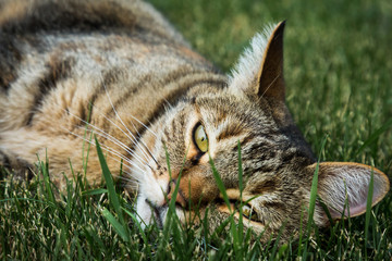 Healthy Mature Outdoor Cat Lounging on the Lawn
