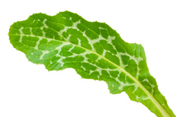 Silybum marianum (Milk Thistle).  Medical plants