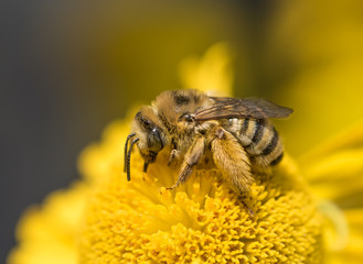 Close-up of a Long Horned Bee (Mellisodes) on Sneezeweed (Helenium)