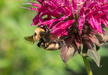 Queen Bumblebee (Bombus nevadensis) on a pink Bee Balm flower (Monarda)