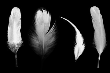 collection white feather on black background